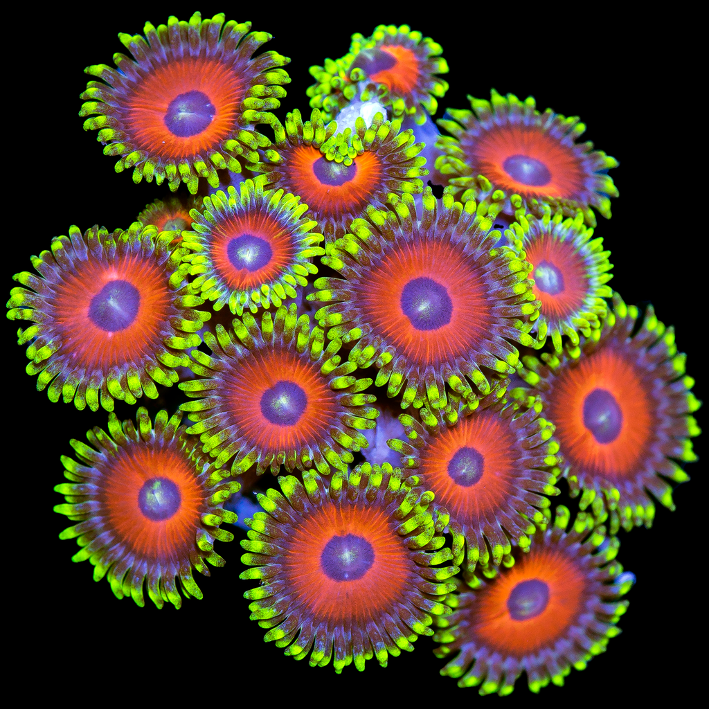 Coral Species Spotlight Zoanthids Aqua SD