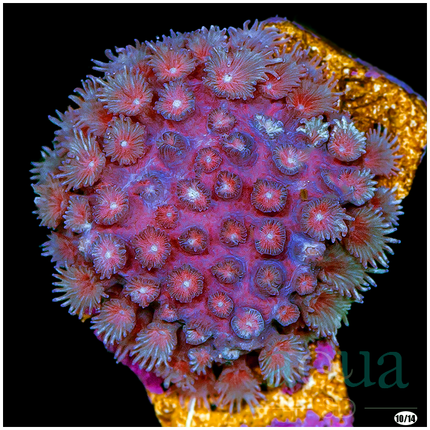 Homegrown Purple Crusade Cyphastrea Overgrown Plug - Multiples Available