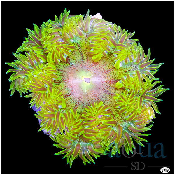 Ultra Rock Flower Anemone Aqua SD