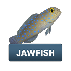 Jawfish