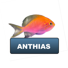 Anthias