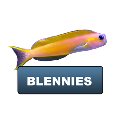 Blennies