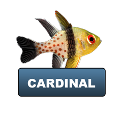 Cardinalfish