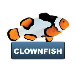 Clownfish