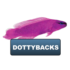 Dottybacks