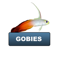 Gobies