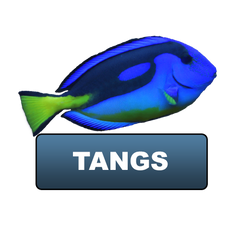 Tangs