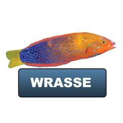 Wrasses