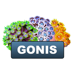 Clearance Gonis & Alves Old