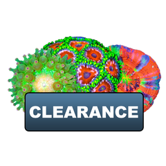 CLEARANCE