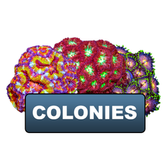 Coral Colonies