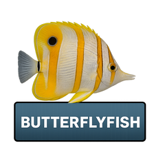 Butterflyfish