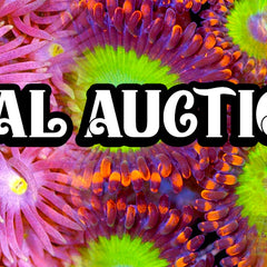 Coral Auctions