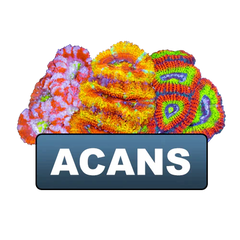discount eligible acans