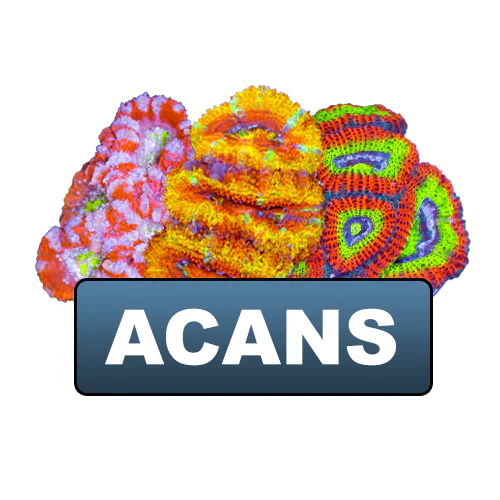 Acans
