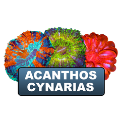 Acanthos & Cynarias