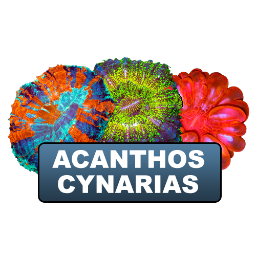 Acanthos & Cynarias