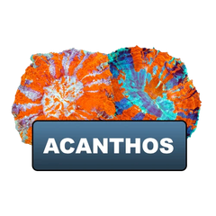 Acanthos