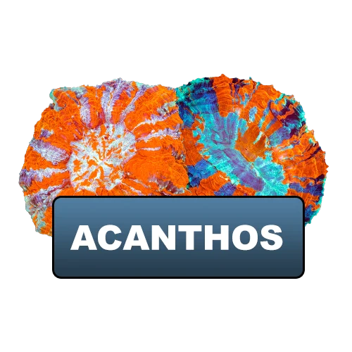 Acanthos