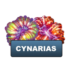 Cynarinas