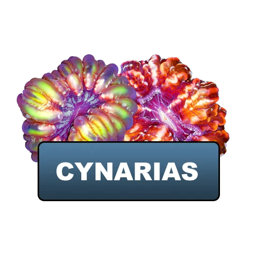 Cynarinas