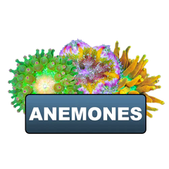 Clearance Anemones Old