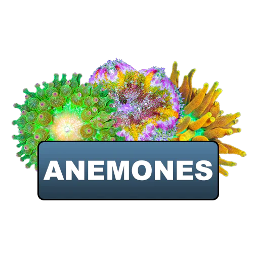 Anemones