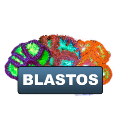 Clearance Blastos Old