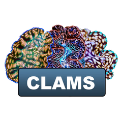 Clearance Clams Old