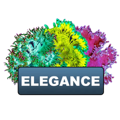Clearance Elegances