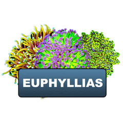 Clearance Euphyllias Old