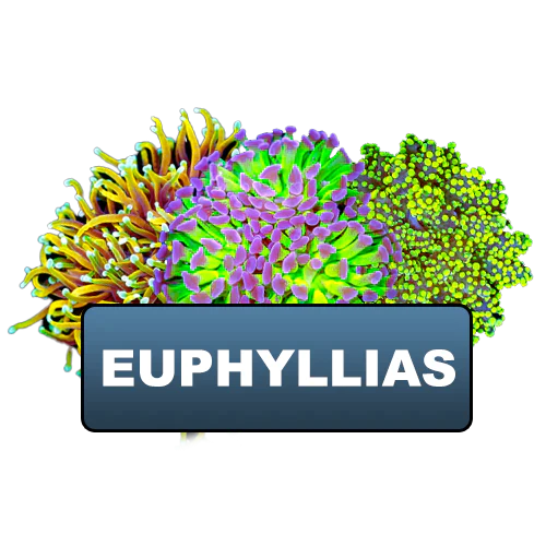 Euphyllias