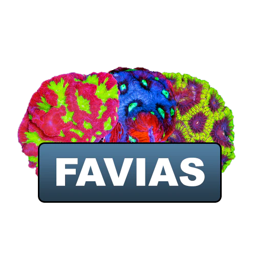 Favias