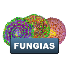 Fungias Plates