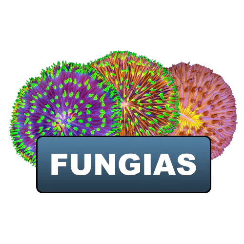 Fungias Plates