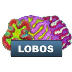 discount eligible lobos