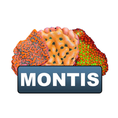 Montis