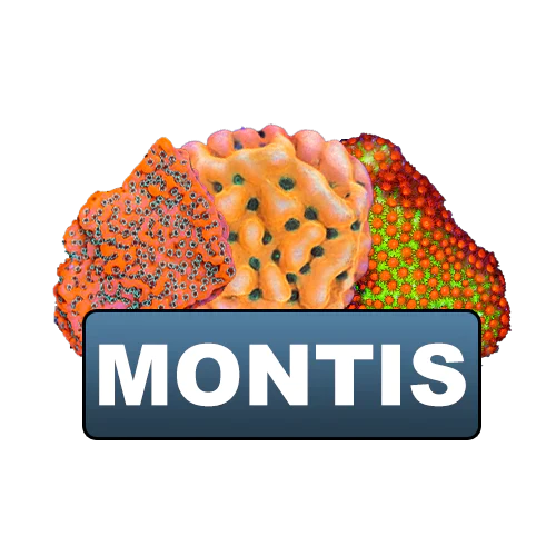 Montis