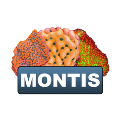 Clearance Montis Old