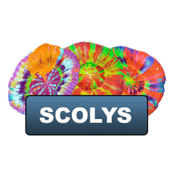 Scolys