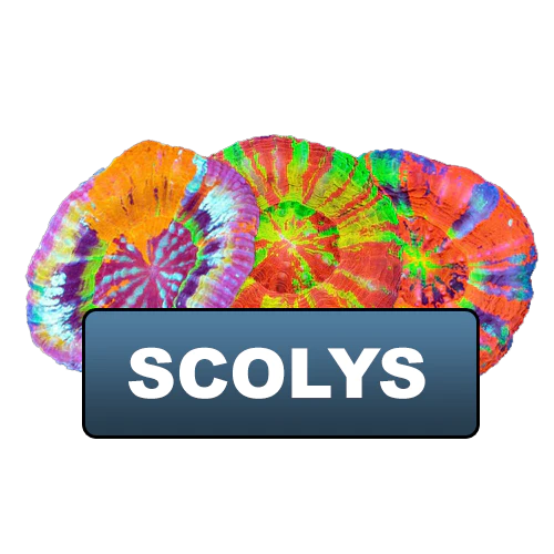 Scolys