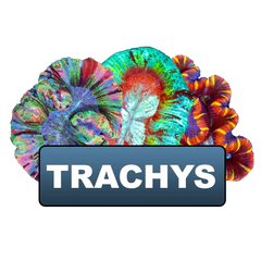 Clearance Wellsos & Trachys