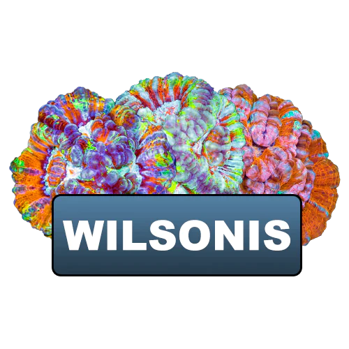 Wilsonis