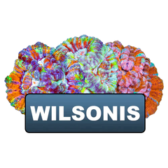 Clearance Wilsonis Old