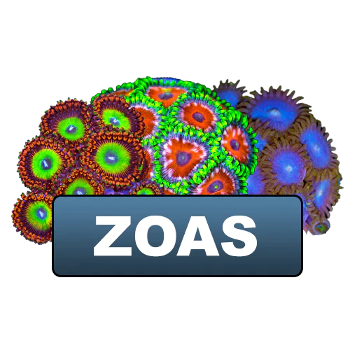 Zoas & Palys