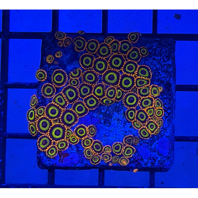 IW BBEB Rasta Zoanthids Colony