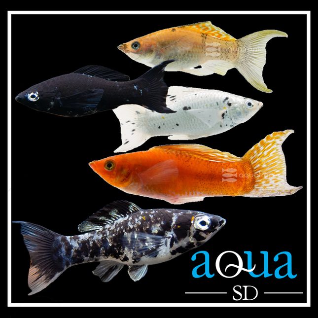 Saltwater Molly (Poecilia latipinna)