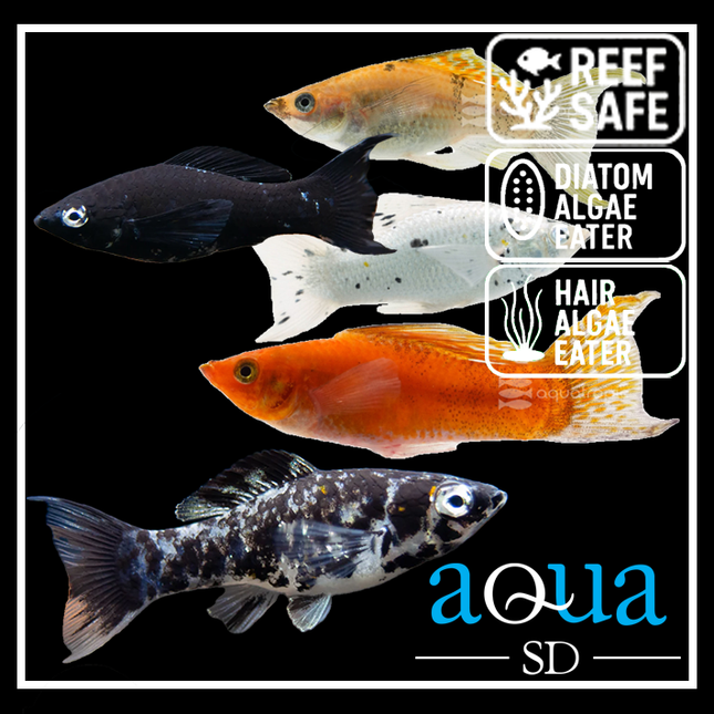 Saltwater Molly - Poecilia latipinna