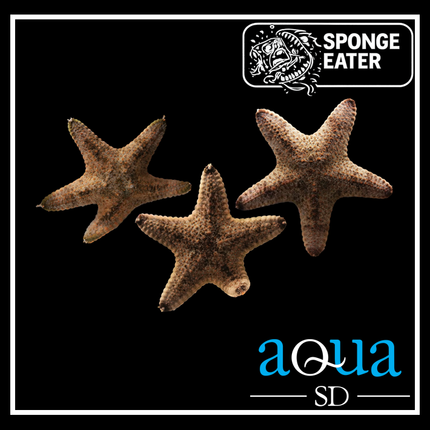 General Starfish - Pentaceraster sp.