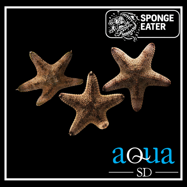 General Starfish - Pentaceraster sp.